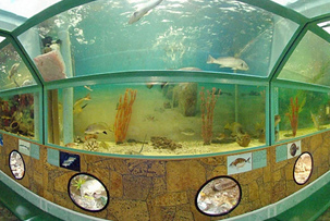 Морской аквариум 